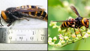 Experts Warn Asian Murder Hornets Are Making Their Way To The UK
