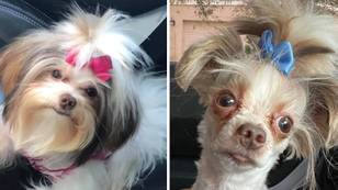 Dog owner left horrified after pet came back from the groomers looking like 'an alien'