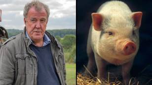 Jeremy Clarkson's Pig Killed In Heatwave After He Claimed Temperatures Were No Big Deal
