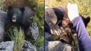 Wild clip of mountain climber fighting off bear leaves people stunned
