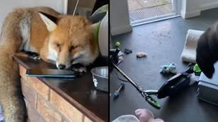 Fox trashes kitchen then refuses to leave after accidentally being let in