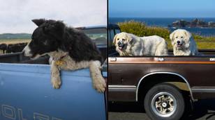 Australian state bans drivers from letting pets sit unrestrained in the back of a ute