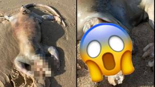 Horrifying ‘Alien’ That Washed Up On Aussie Beach Has Finally Been Identified