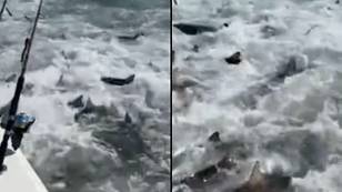 Boat gets caught in mass shark feeding frenzy in terrifying footage