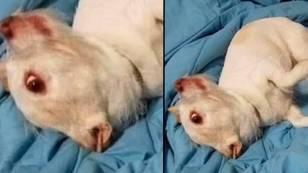 Bizarre goat dog optical illusion resurfaces and people baffled