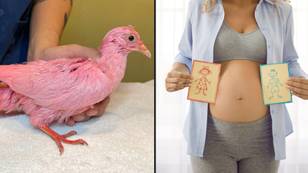 Pink pigeon gets rescued after it was 'probably used in a gender reveal party'