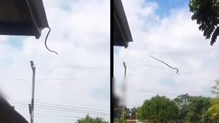 Snake seen 'jumping' from roof as locals warned of reptile 'explosion'