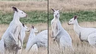 Incredibly rare mob of albino kangaroos gets spotted hopping through field in Australia