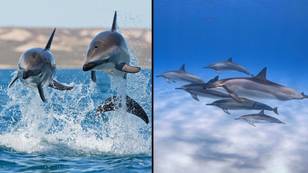 Male dolphins have wingmen to help them attract the ladies, research finds