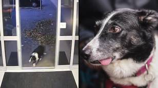 Clever Border Collie hands herself into police after getting lost on a walk