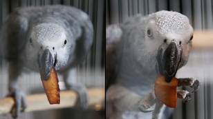 Parrot gets banned from watching TV because it keeps squawking ‘f**k you’