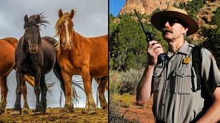 Bizarre US Forestry guide resurfaces that details how to blow up a horse