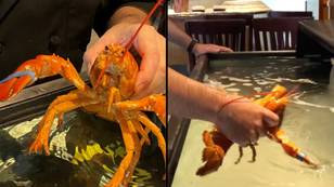 Rare One In 30 Million Orange Lobster Saved From Being Turned Into Someone's Meal