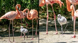 'Gay' flamingo dads raising newborn chick who was abandoned by biological parents