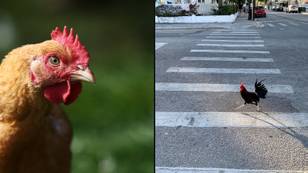 People are shocked after finally figuring out the chicken crossed the road joke