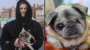 PewDiePie’s one-eyed 17-year-old pug named Maya has sadly died