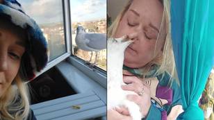 Woman becomes best friends with seagull only for it to break into home, savage her nose and vomit