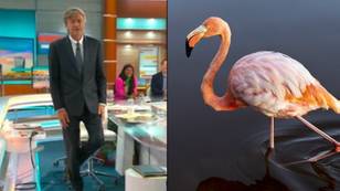 Flamingo Test Claims To Show If Over 50s Will Die In Next Seven Years