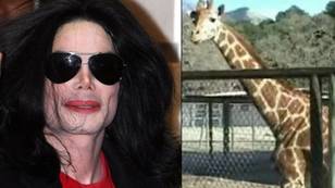 Michael Jackson's Giraffe Jabbar Died In Horrific Neck Snapping Incident