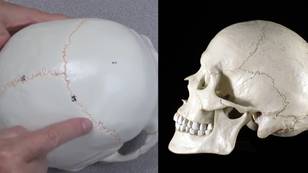 Interesting reason why all of our skulls have squiggles on them