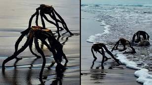 Dad sparks panic after photographing 'War of the Worlds aliens' coming out of the sea