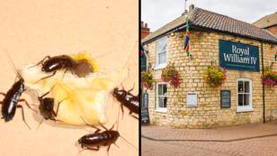 Chef releases 20 cockroaches into restaurant kitchen after fight over unpaid holiday pay