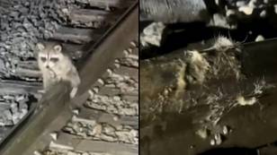 Raccoon found frozen to railway track by testicles