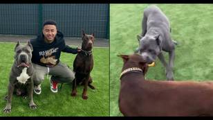 Jesse Lingard slammed for showing off dogs with 'mutilated' ears
