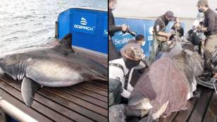 Massive 250 stone 'Queen of the Ocean' shark escapes after being caught