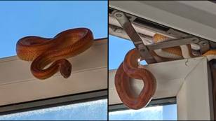 Woman horrified after snake tried to break into bedroom while she napped