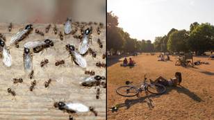 Flying Ants Day Hits On The Same Day As Heatwave Hits Peak