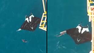 Shark seen next to manta ray shows sheer scale of sea creature spotted off coast