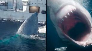 Shocking video shows how a megalodon shark can snap a ship in two
