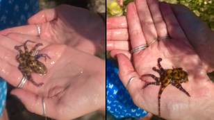 Tourist unknowingly picks up octopus with enough venom to kill 20 humans in minutes