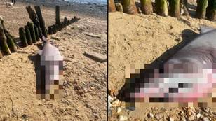 Shock as alive ‘6ft shark’ washes up on popular UK beach