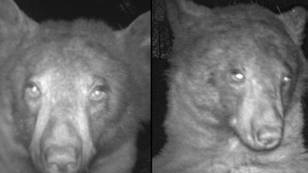 Bear seen posing for ‘selfies’ on wildlife camera