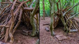 Teacher explains why there are often dens made out of large sticks in forests