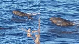 Woman on holiday records footage of 'crocodiles' swimming off UK coast