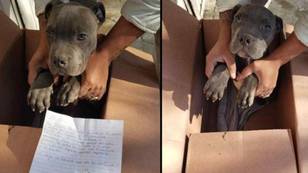 Boy abandons puppy in box with heartbreaking note