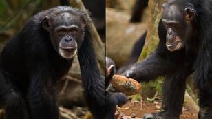 Oldest member of famous tool-wielding chimpanzee tribe has died at the age of 71
