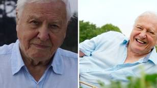 People ‘fear for humanity’ without David Attenborough as heartwarming video is shared for his 97th birthday