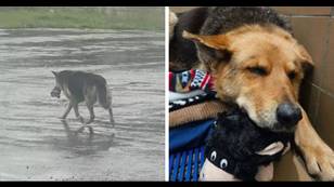 German Shepherd finally rescued after being spotted alone in the rain with stuffed animal toy