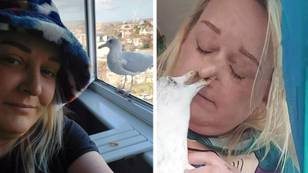 Woman befriends seagull only for it to break into her home, bite her nose and vomit