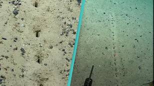 Scientists Baffled By Mysterious Holes In Seabed
