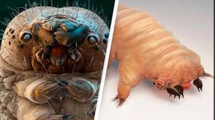 Your face is covered in thousands of living mites closely related to spiders and ticks