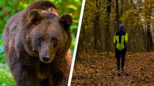 Bear that killed runner avoids death thanks to court ruling
