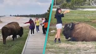 Tourists narrowly escape being gored after 'trying to pet' bison for selfies despite calls to stop