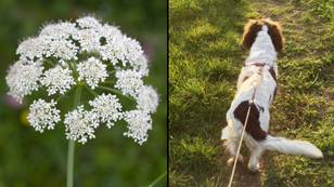 UK's most dangerous plant found in area where number of dogs died