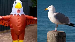 Blackpool Zoo is looking to recruit more human seagull deterrents