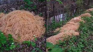 500lbs of pasta dumped in woods could have serious threat to town